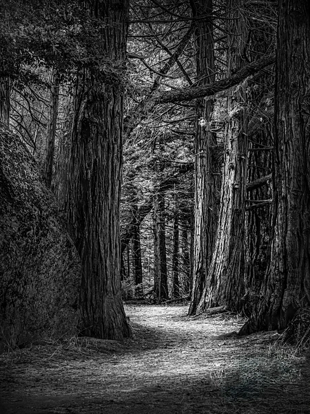 Barbara Altevers Photography